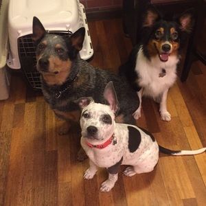 Meet your Posher, Libby